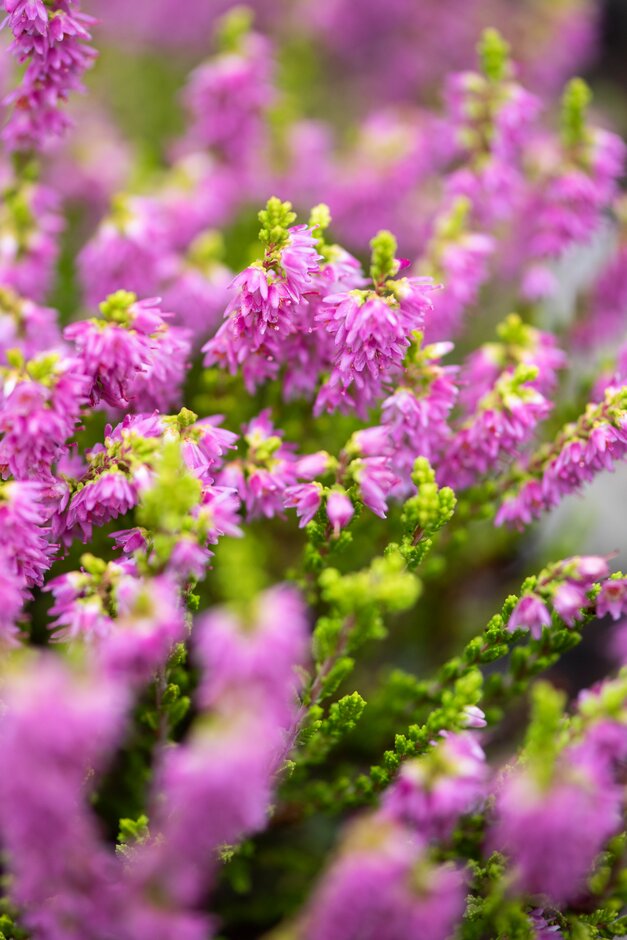 heather 'Gold Finch'
