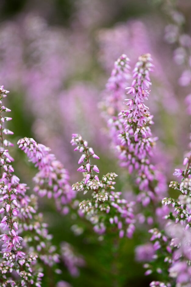 heather 'Dart's Amethyst'