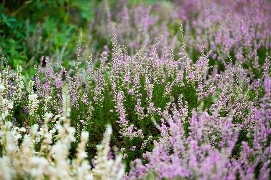 heather 'Dart's Amethyst'