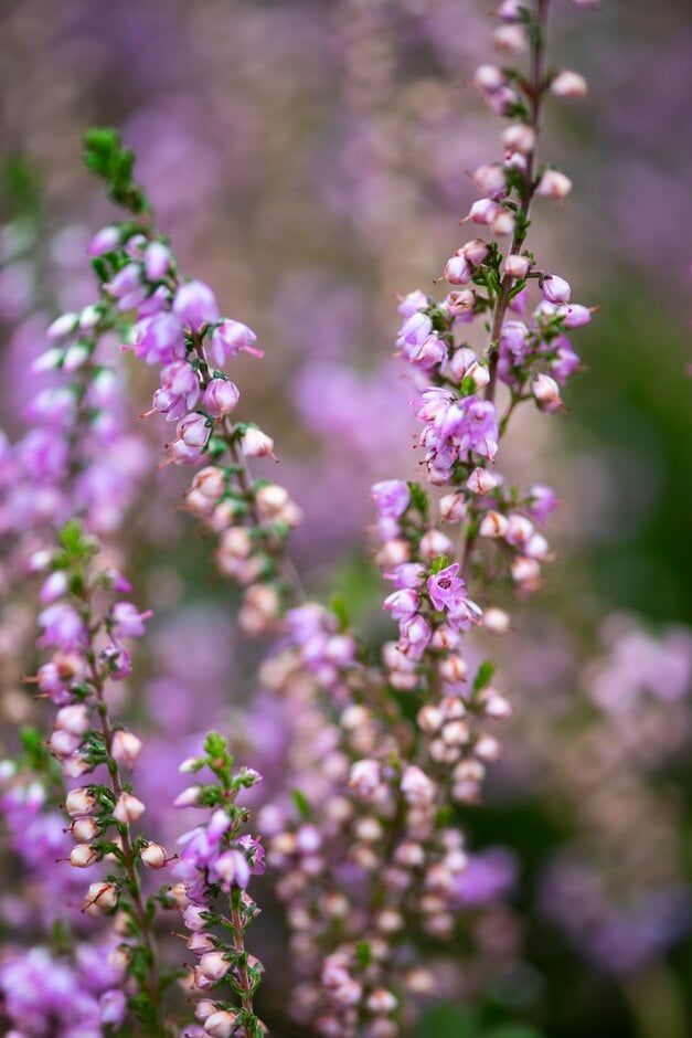 heather 'Mullach Mor'