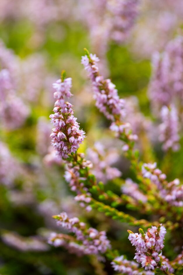 heather 'Bernadette'