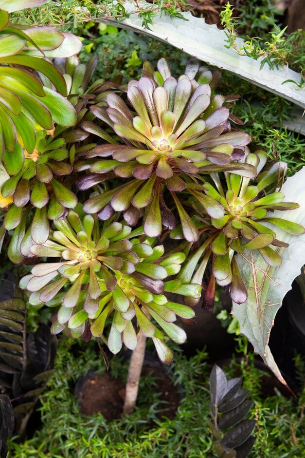 aeonium 'Zwartkop'