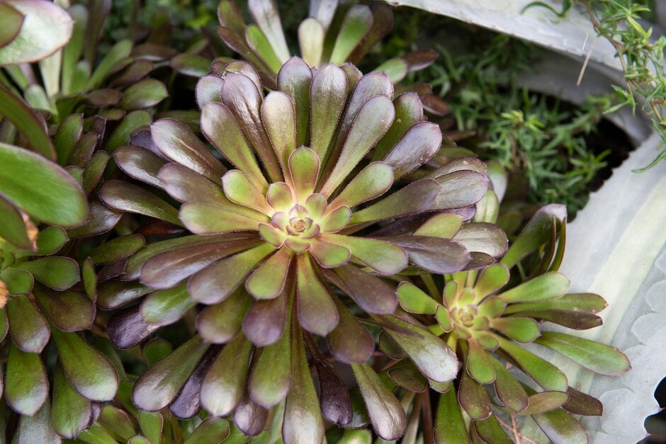 aeonium 'Zwartkop'