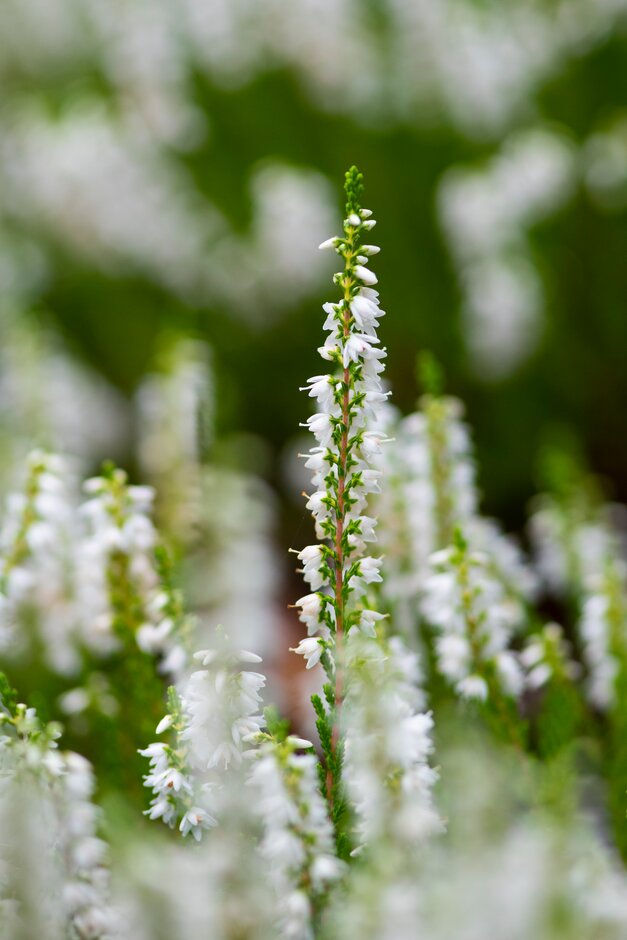 heather 'Elegantissima'