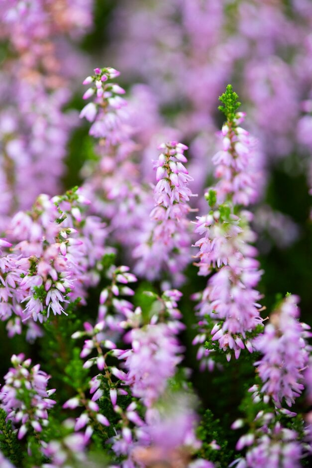 heather 'Californian Midge'
