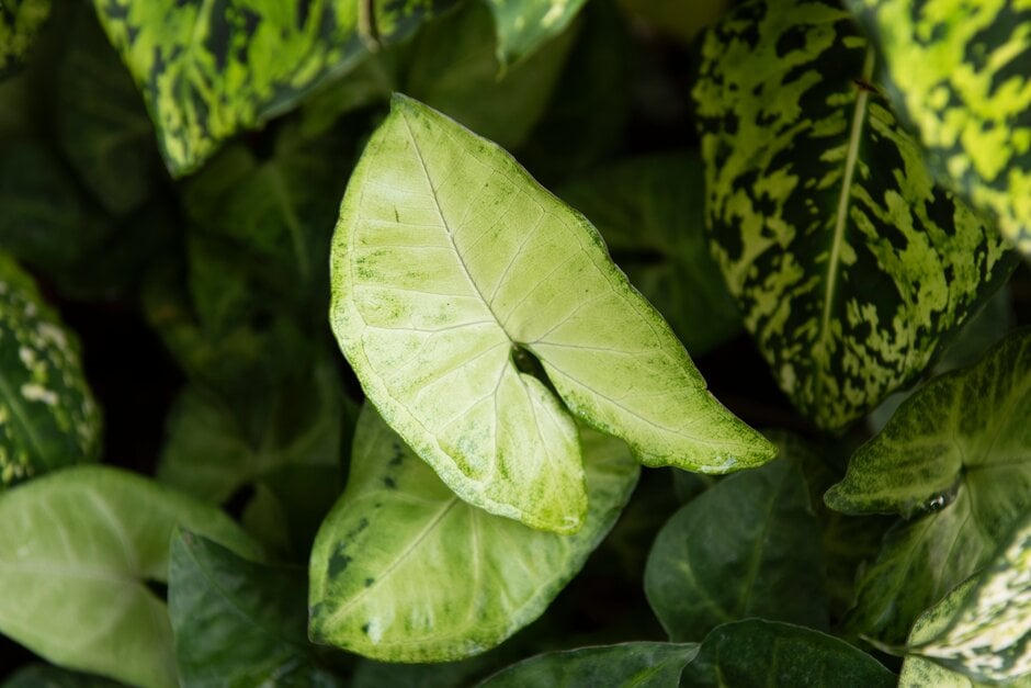 arrowhead vine 'White Butterfly'