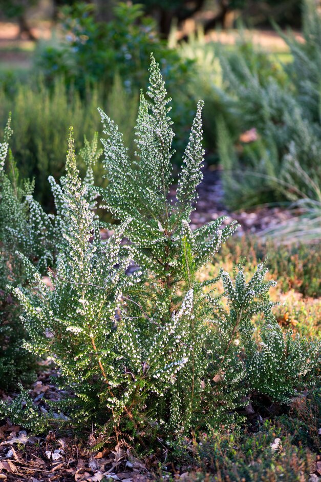 heath 'Pink Joy'
