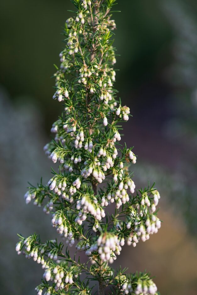 heath 'Pink Joy'