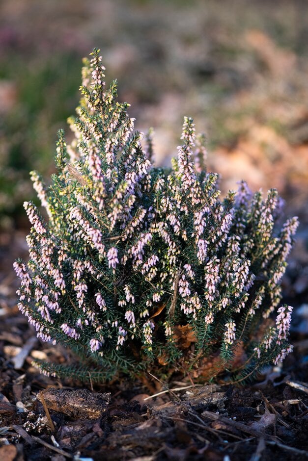 Irish heath 'Brightness'