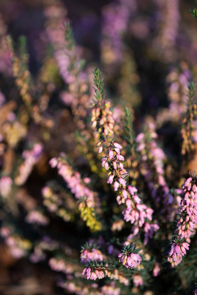 Irish heath 'Irish Salmon'