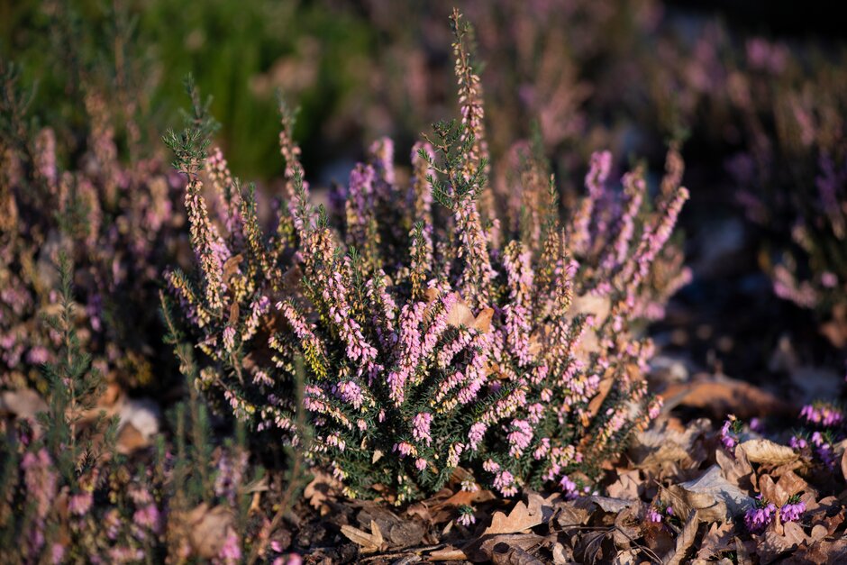 Irish heath 'Irish Salmon'