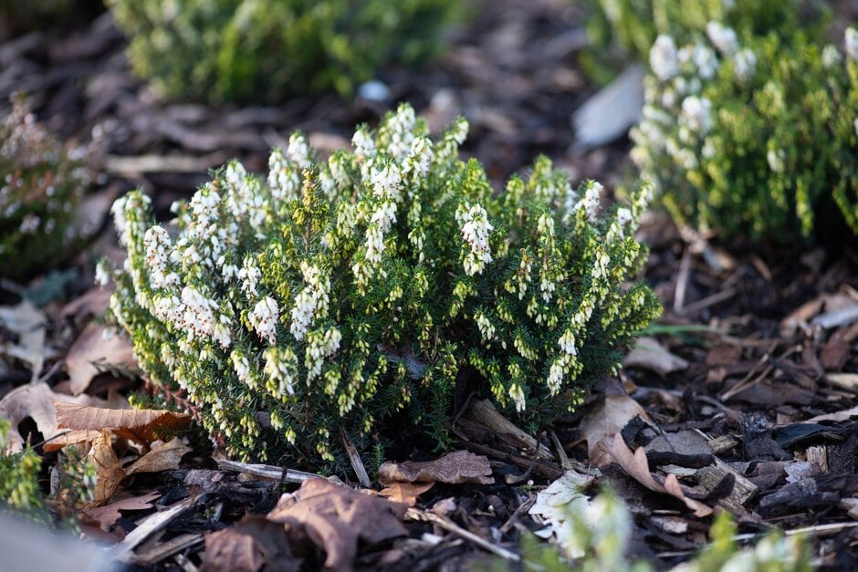 Irish heath 'Nana Alba'