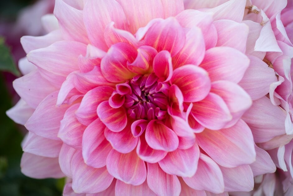 dahlia 'Otto's Thrill'