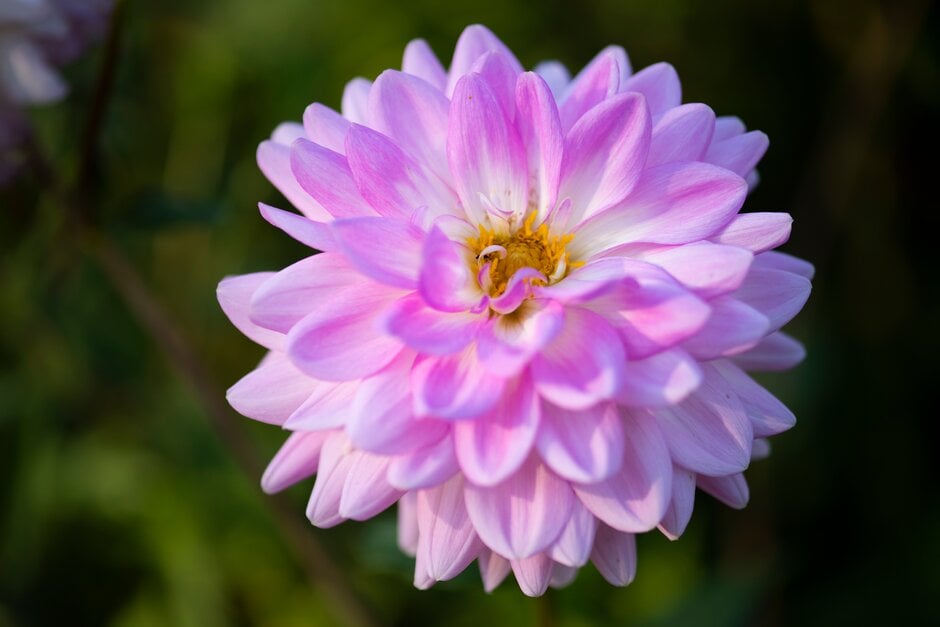 dahlia 'Ocean Bird'