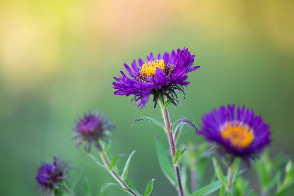 New England aster 'Violetta'