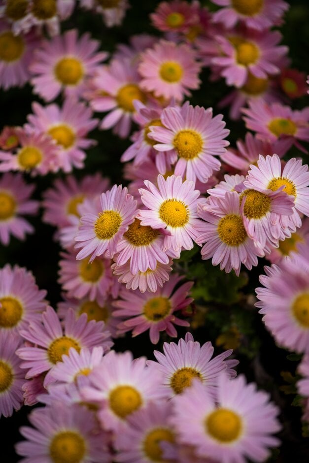 chrysanthemum 'Perry's Peach'