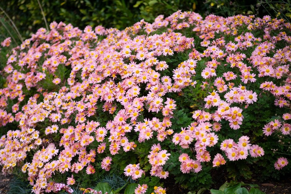 chrysanthemum 'Perry's Peach'