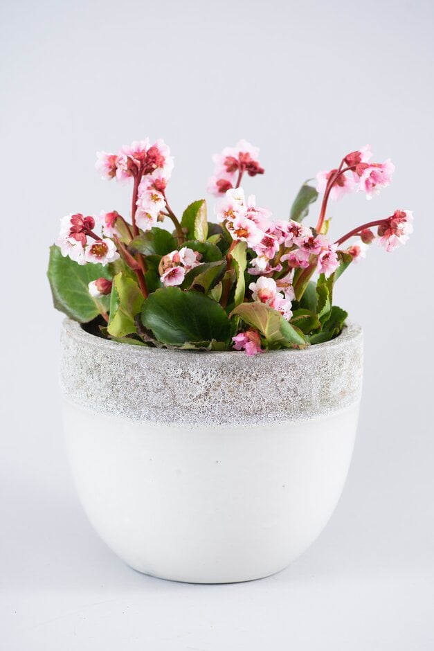 elephant's ears 'Harzkristall'