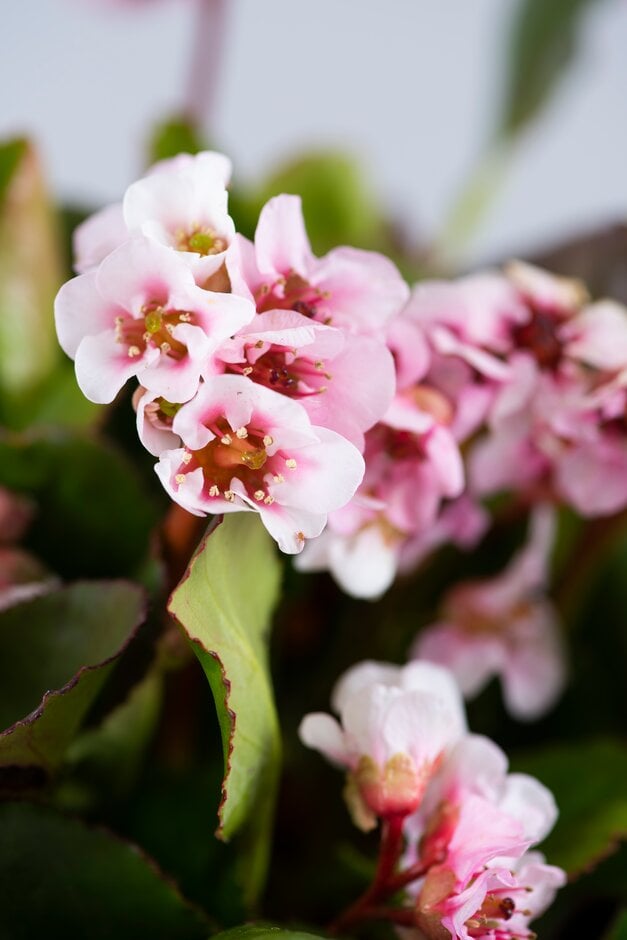 elephant's ears 'Harzkristall'