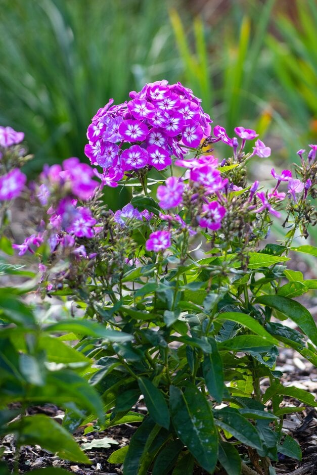 perennial phlox 'Uspekh'