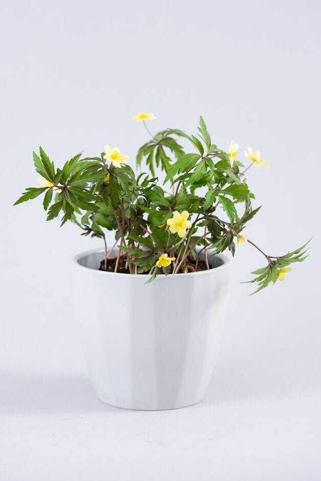 yellow wood anemone