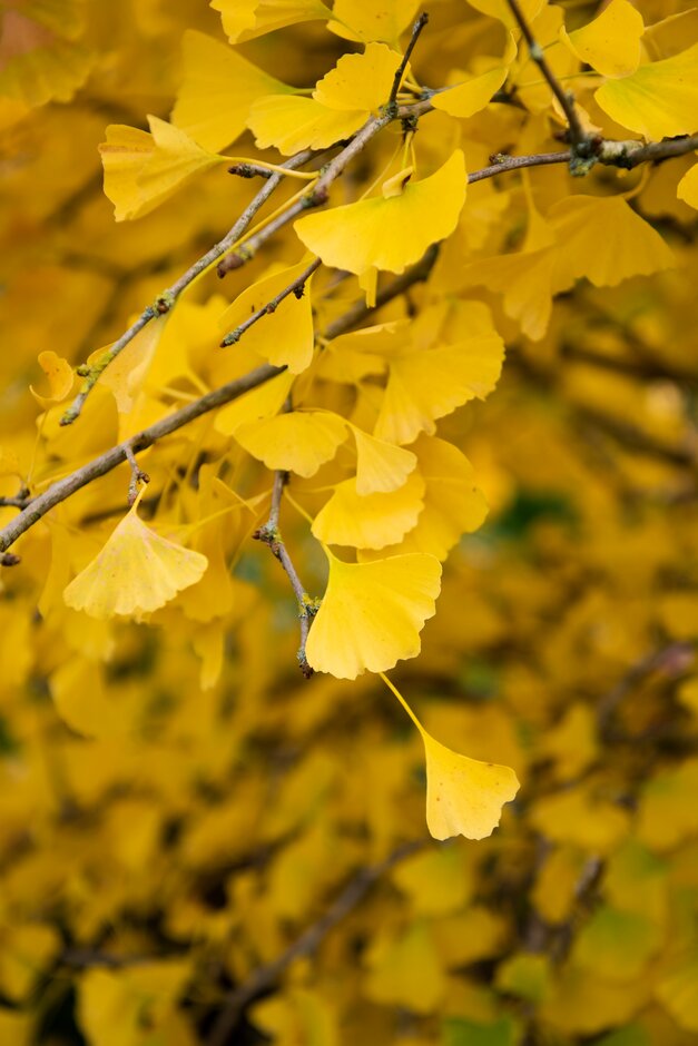 maidenhair tree 'Fastigiata Blagon'