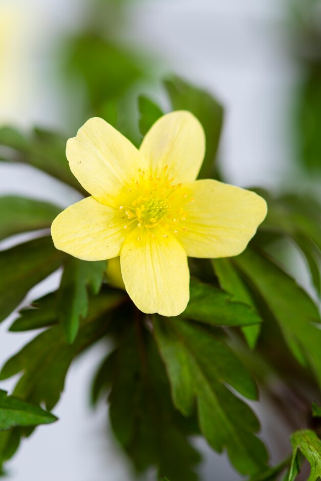 yellow wood anemone