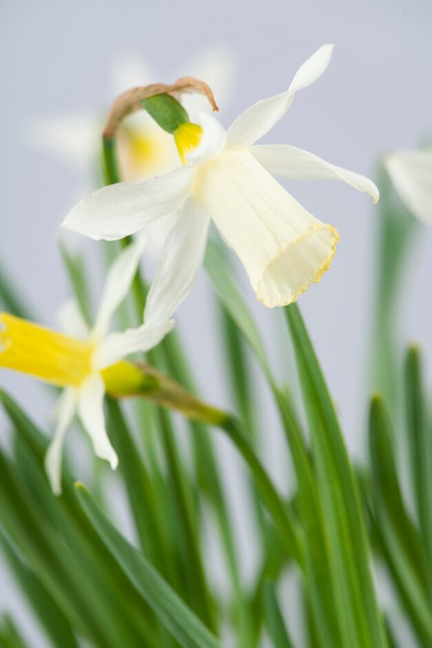 daffodil 'Elka'