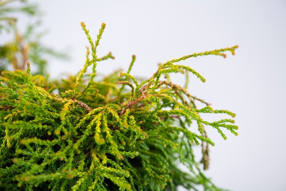 hinoki cypress 'Gitte'