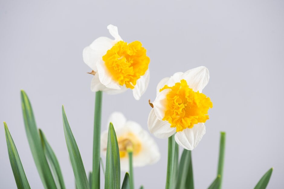 daffodil 'Can Can Girl'