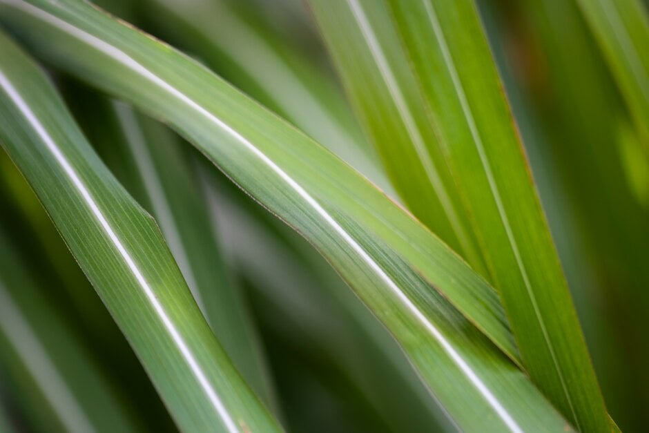 eulalia 'Roland'