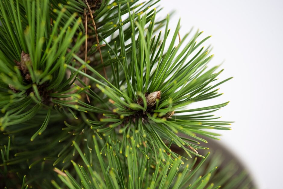 Bosnian pine 'Little Dracula'