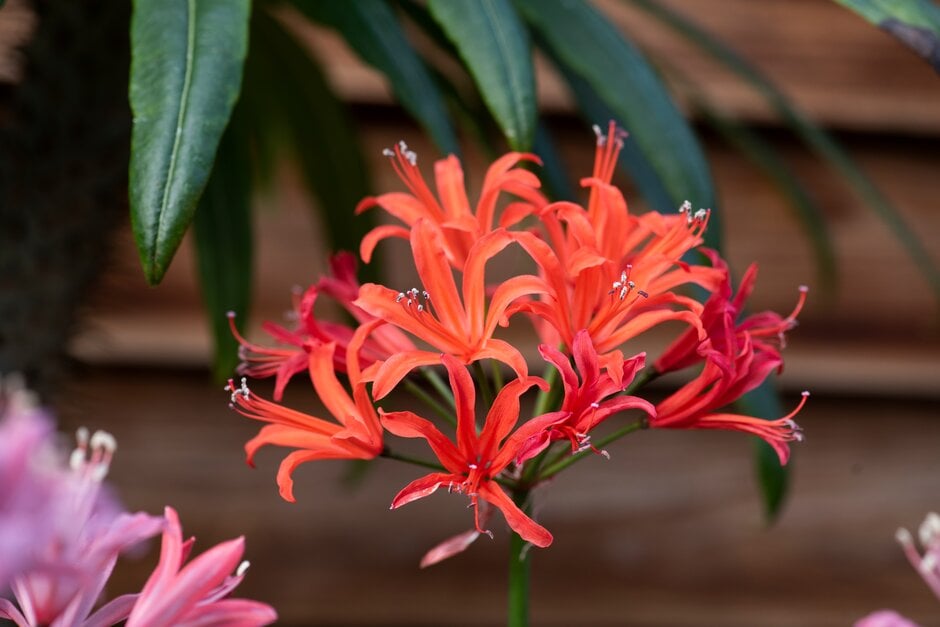 nerine 'Afterglow'