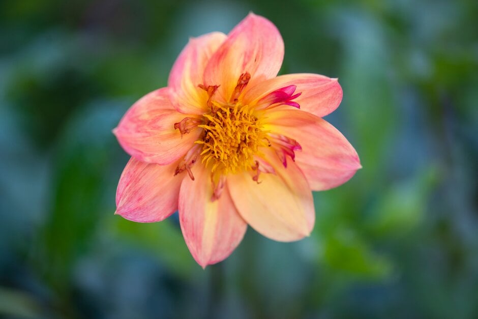 dahlia 'Kelsey Annie Joy'