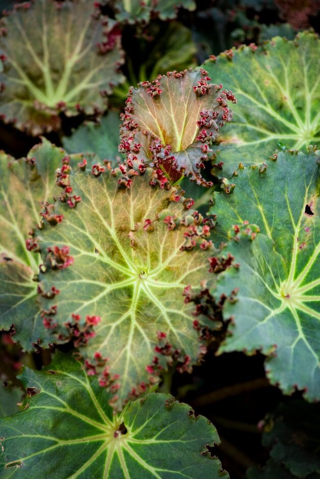begonia 'Ricky Minter'