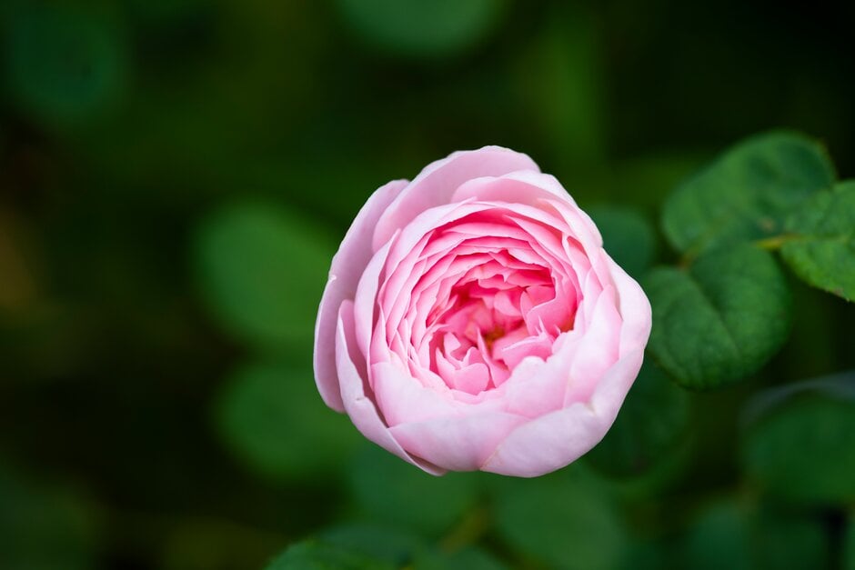 rose [Queen of Sweden]