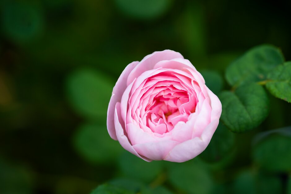 rose [Queen of Sweden]