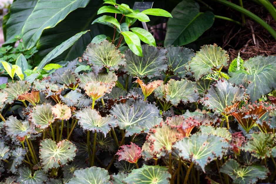 begonia 'Ricky Minter'