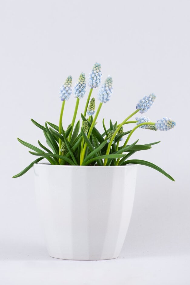 grape hyacinth 'Peppermint'