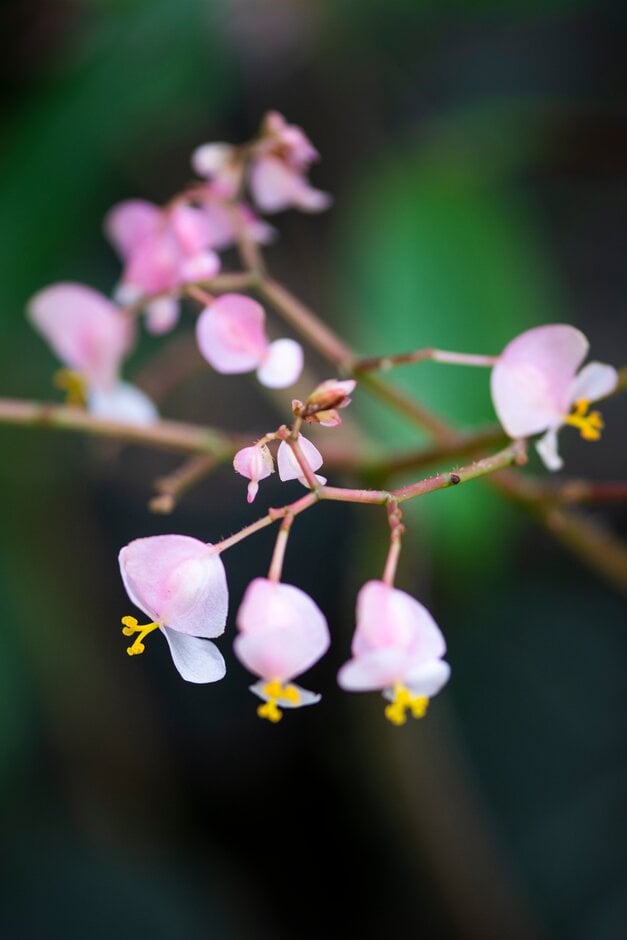 begonia 'Black Raspberry'