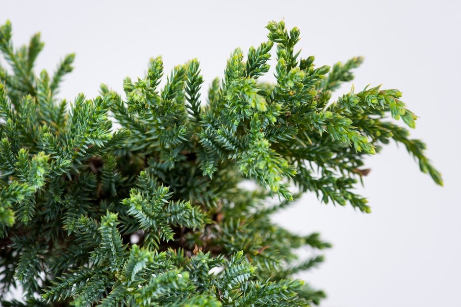 flaky juniper 'Little Joanna'