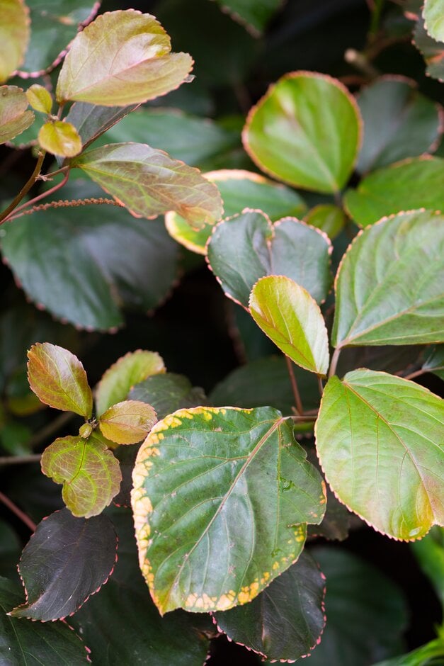 Jacob's coat 'Obovata'