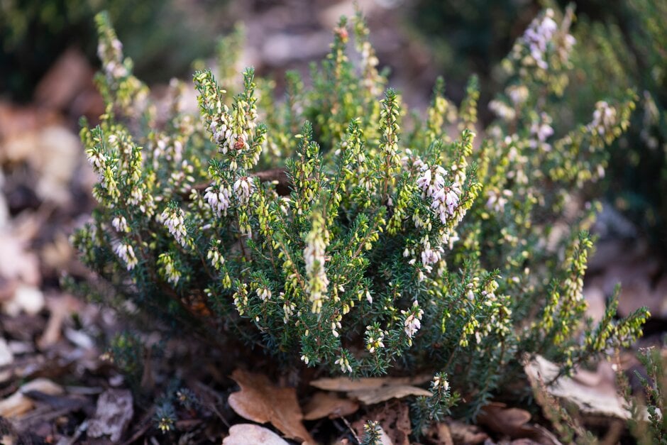 Irish heath 'Mrs Parris's Lavender'