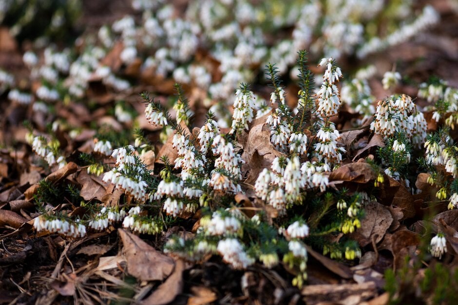 heather 'Cecilia M. Beale'
