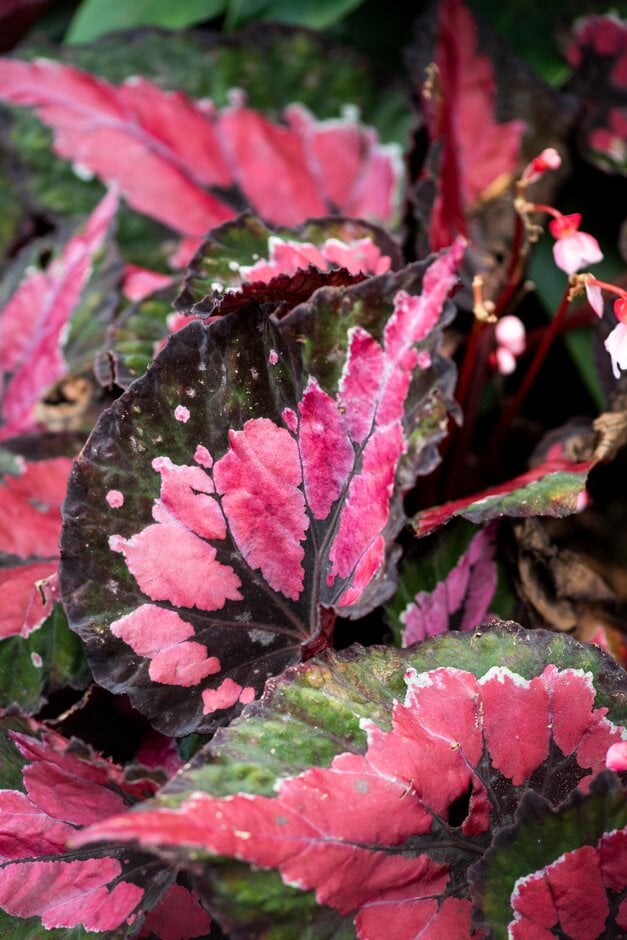 begonia 'Hilo Holiday'