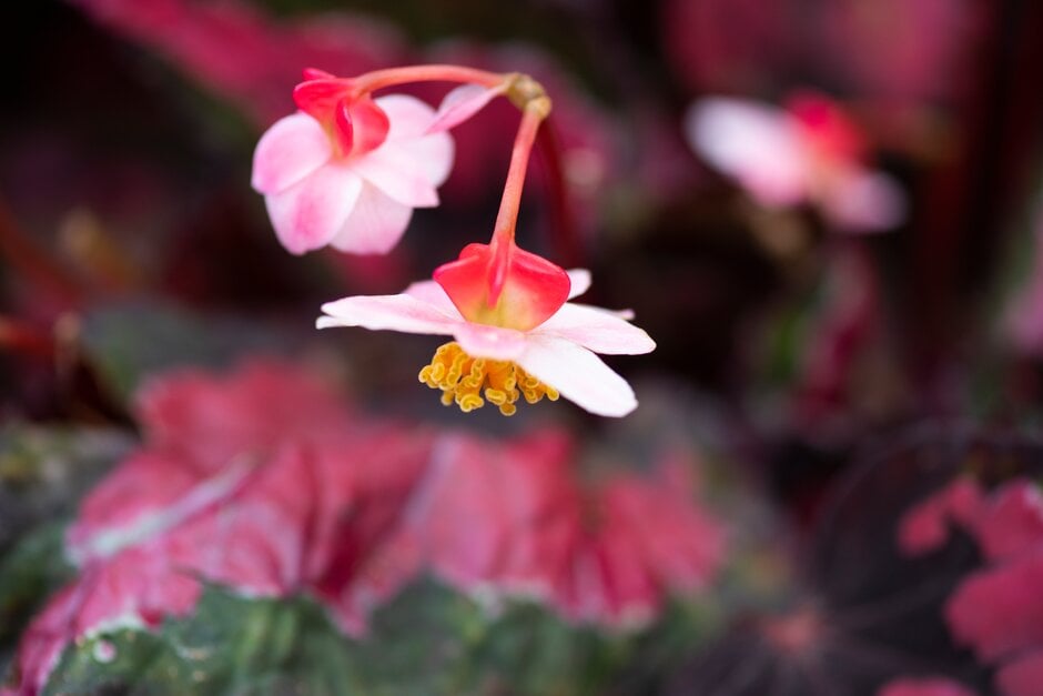 begonia 'Hilo Holiday'