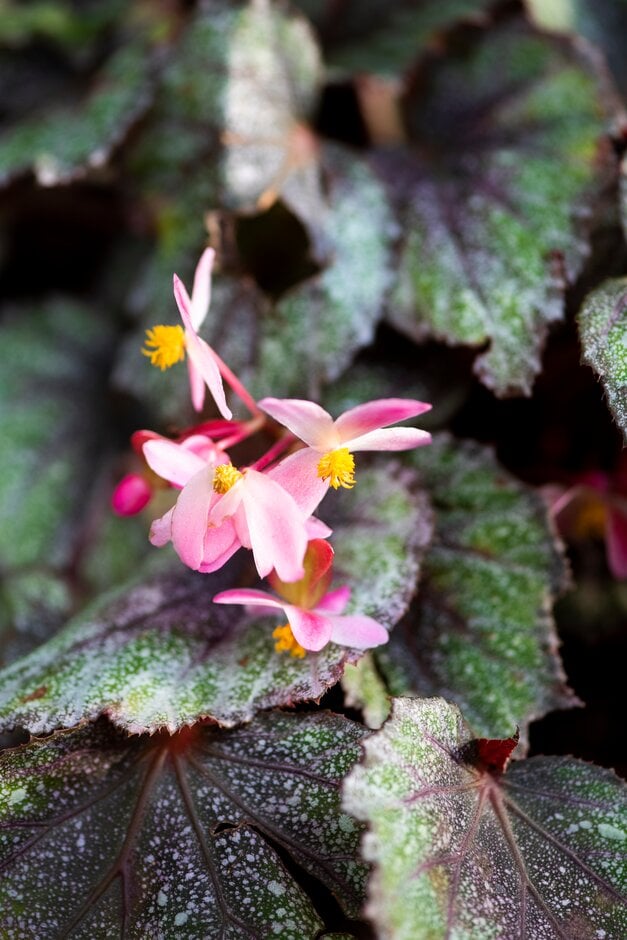 Begonia luxurians palm leaf begonia Conservatory Greenhouse/RHS Gardening