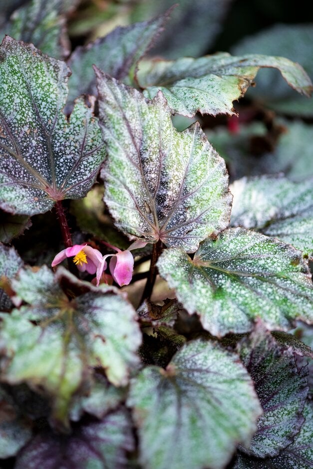begonia 'Morning Dew'