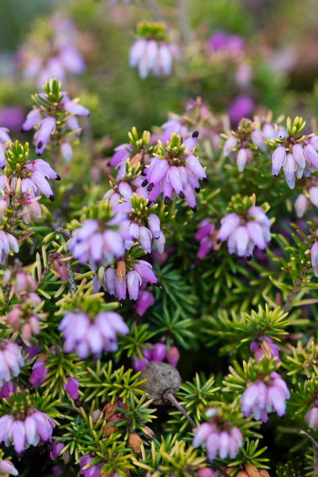 heather 'Hilletje'