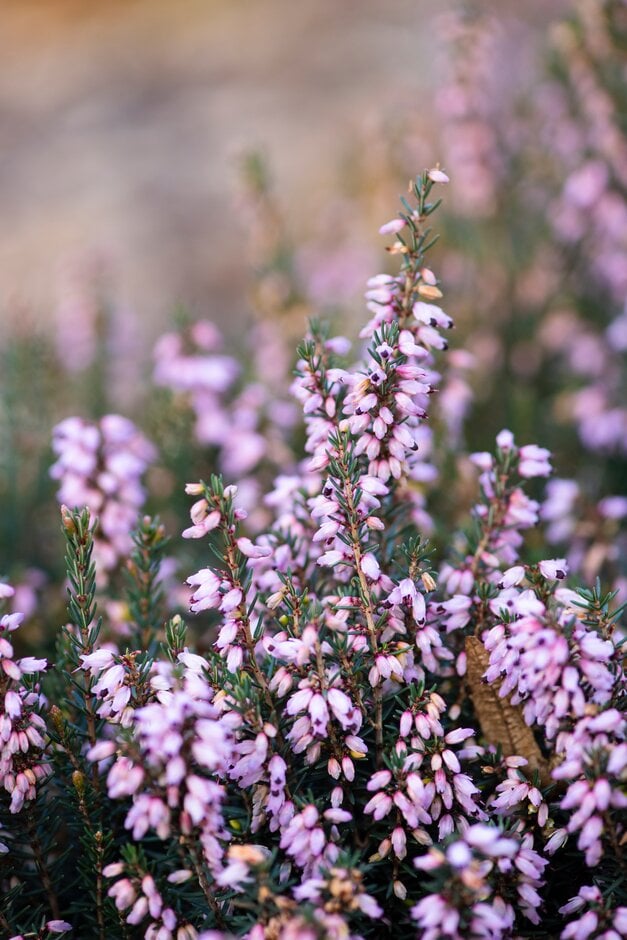 Irish heath 'Brightness'